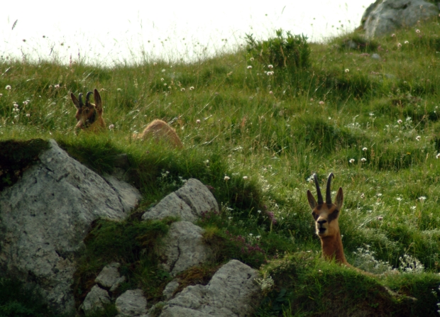 Camoscio d''Abruzzo Rupicapra pyrenaica ornata